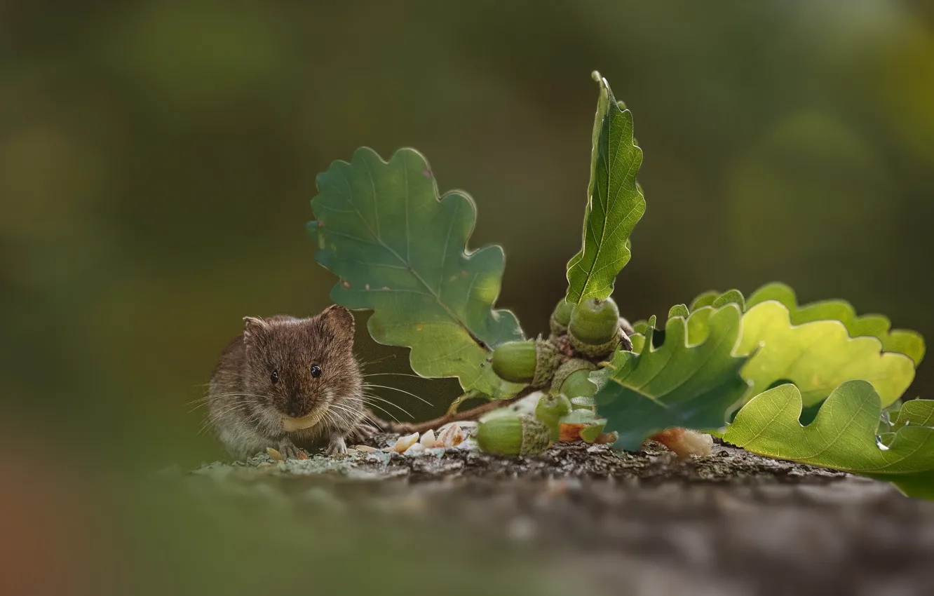 Photo wallpaper leaves, nature, mouse, bokeh, animal, rodent, acorns
