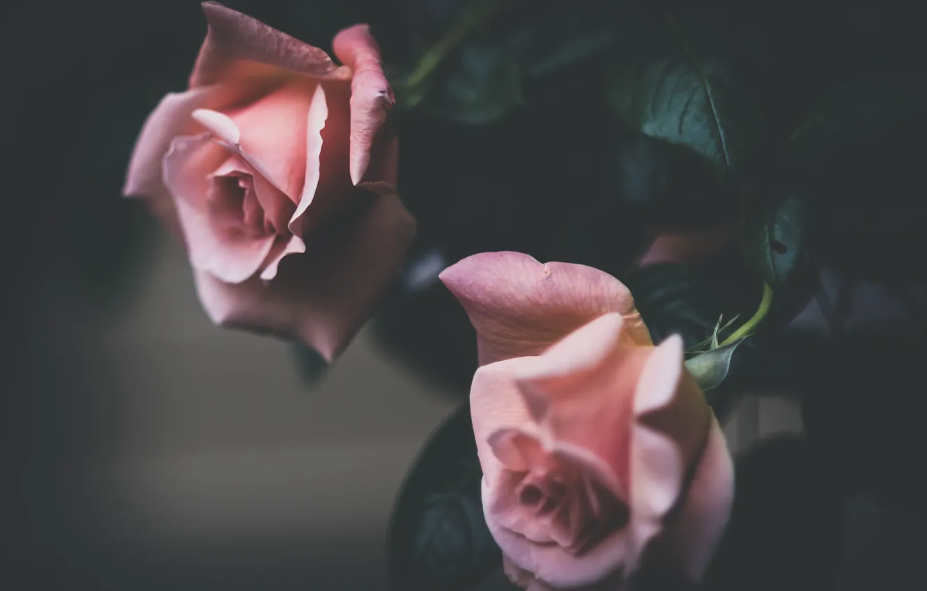 Photo wallpaper roses, Duo, buds