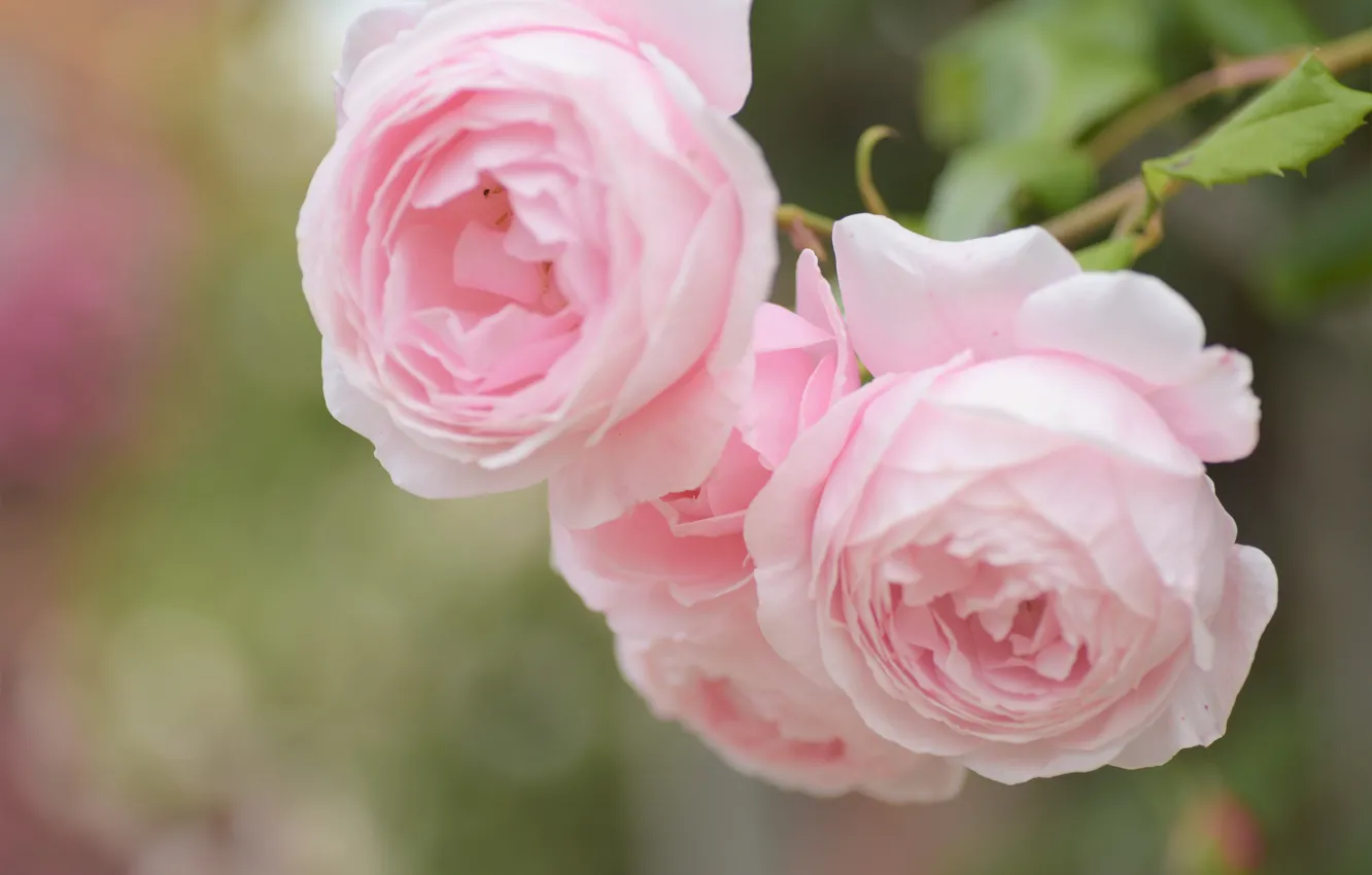 Photo wallpaper macro, roses, pink