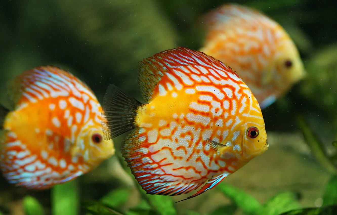 Photo wallpaper water, fish, algae, yellow, bright, aquarium, fish, three