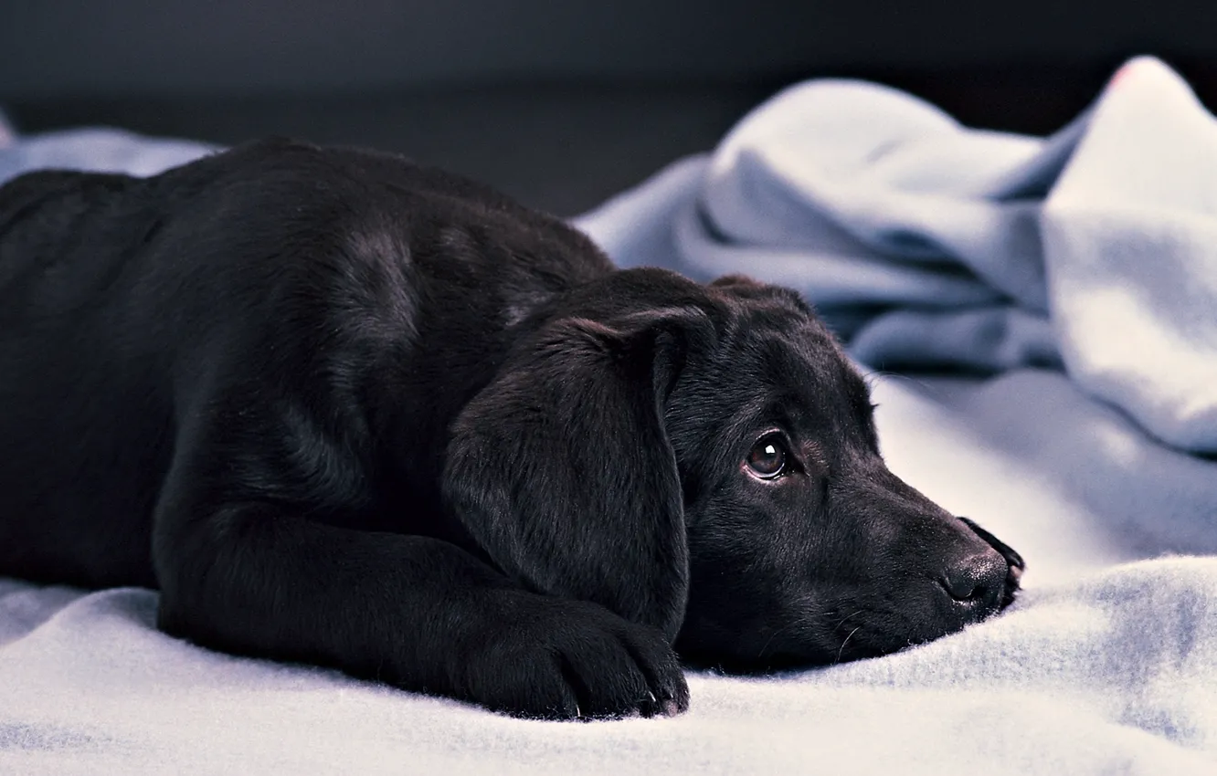 Photo wallpaper black, puppy, lies, Labrador