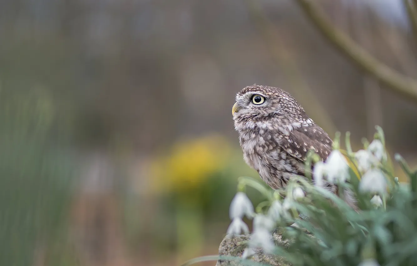 Photo wallpaper look, background, owl, bird, snowdrops, profile, bokeh, owl