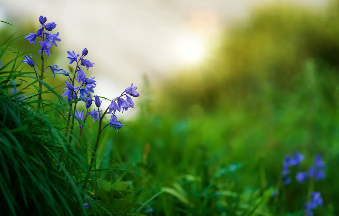 Photo wallpaper grass, flowers, nature, blur, spring