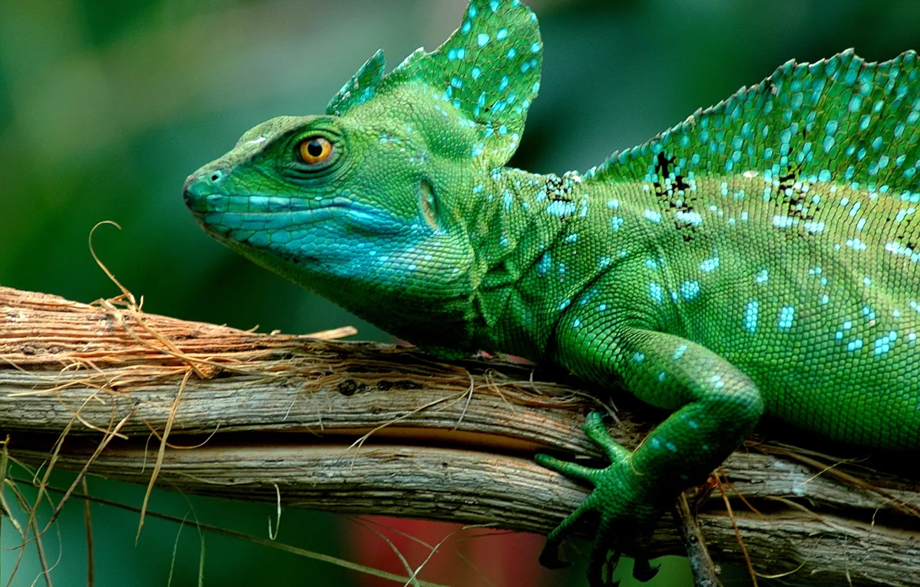 Photo wallpaper lizard, green, vasilis k, Basilisk