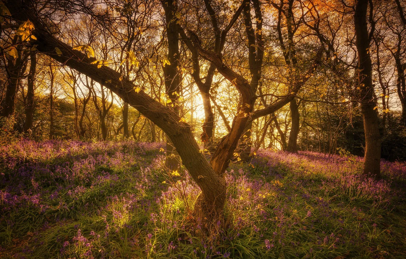 Photo wallpaper forest, trees, England, bells