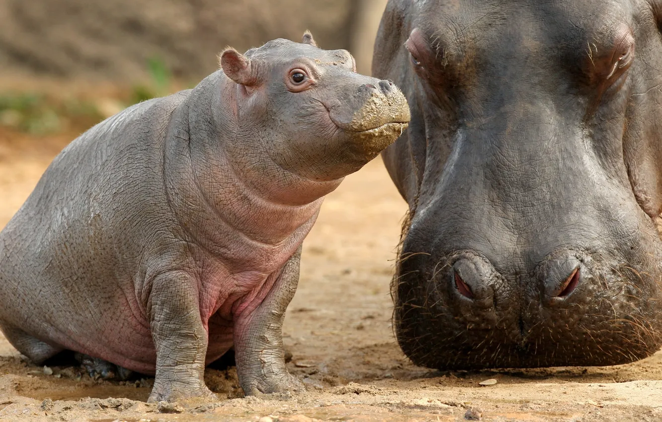 Photo wallpaper baby, Hippo, cub, mother, Hippo, Hippopotamus