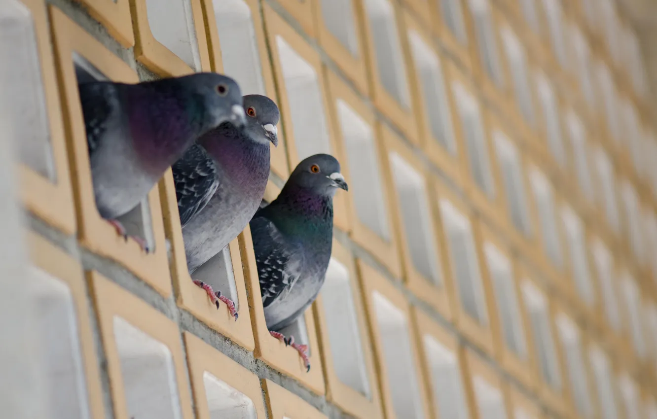 Photo wallpaper the city, wall, pigeons, three