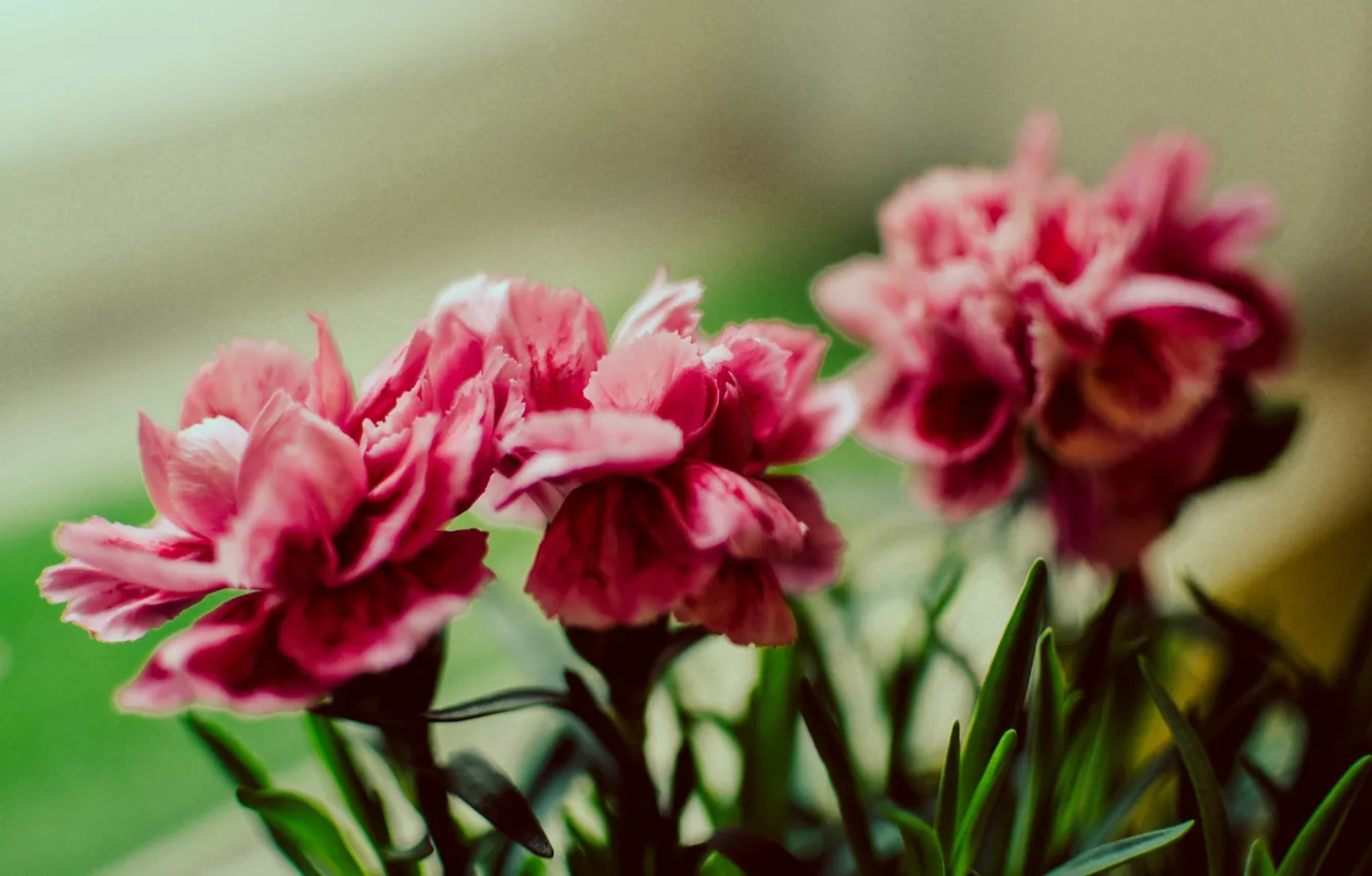 Photo wallpaper flower, flowers, pink, Macro, bouquet, flowering