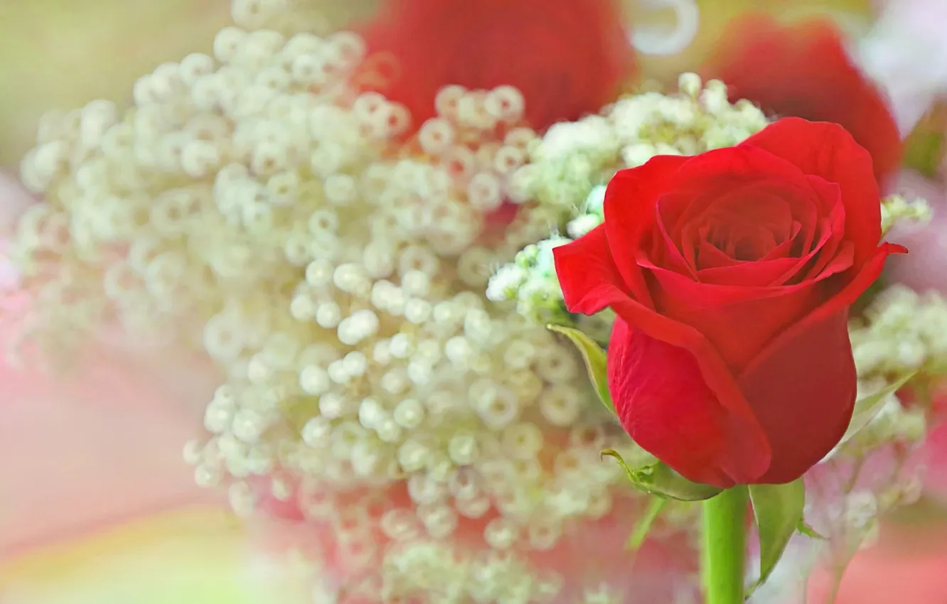 Photo wallpaper roses, buds, bokeh
