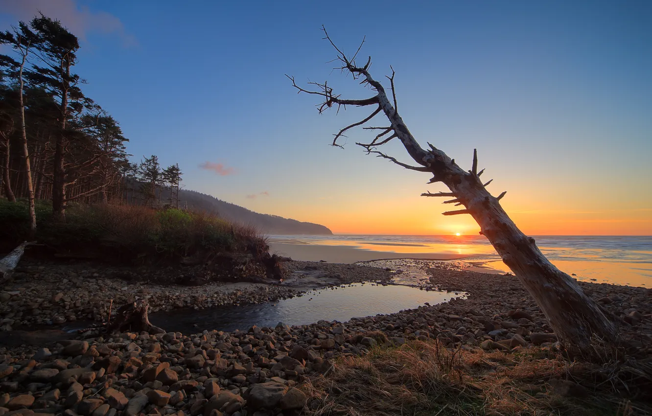 Photo wallpaper sea, trees, sunset