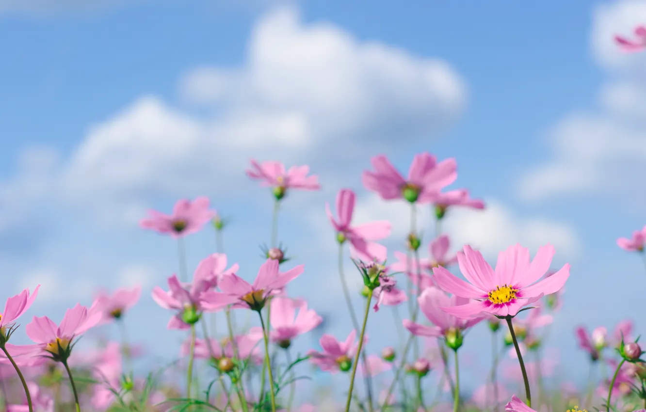 Photo wallpaper field, summer, the sky, the sun, flowers, summer, pink, field