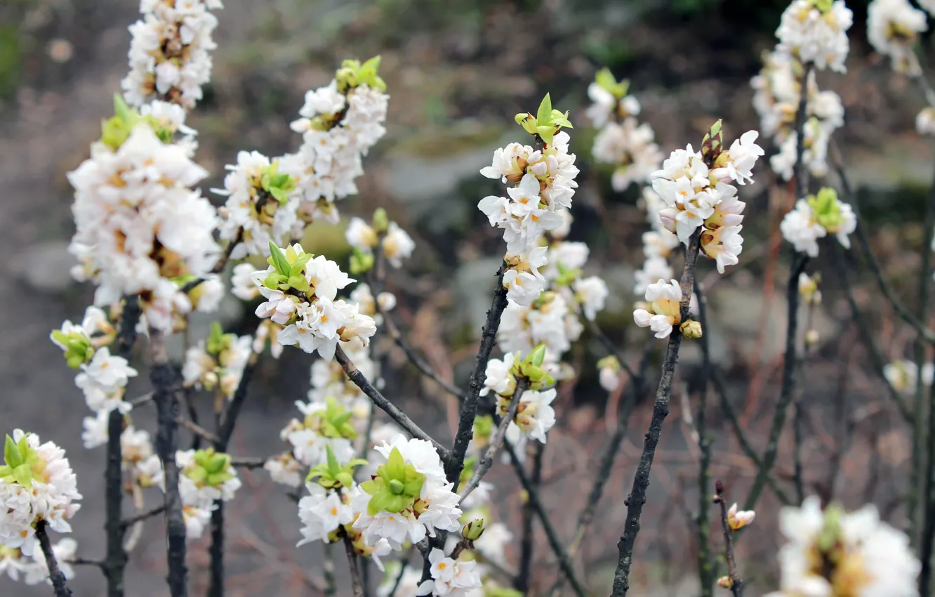 Photo wallpaper flowers, branches, garden, the bushes, Botanical garden, Daphne