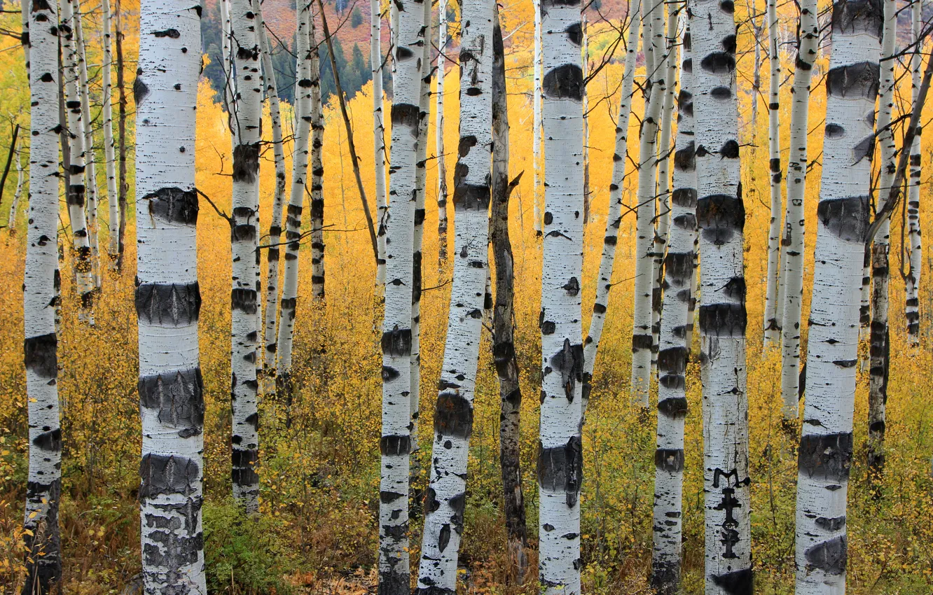 Photo wallpaper autumn, trees, trunk, aspen