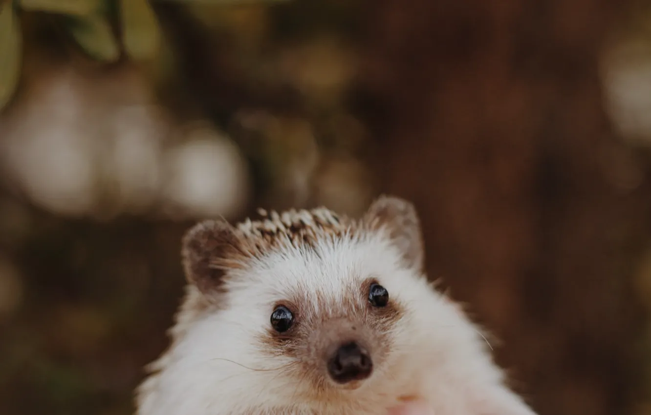 Photo wallpaper hedgehog, brown background, blurred background