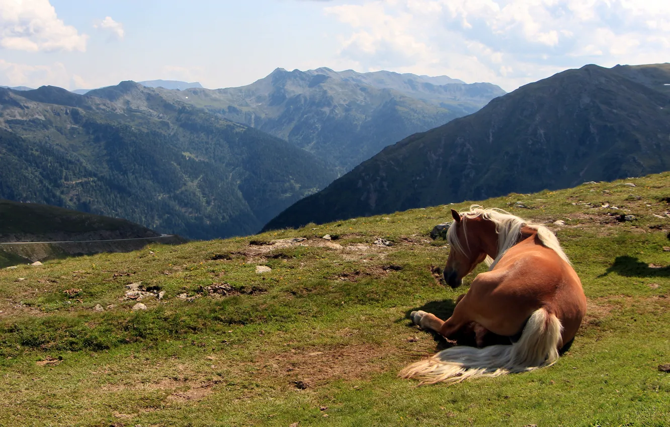 Photo wallpaper summer, mountains, horse