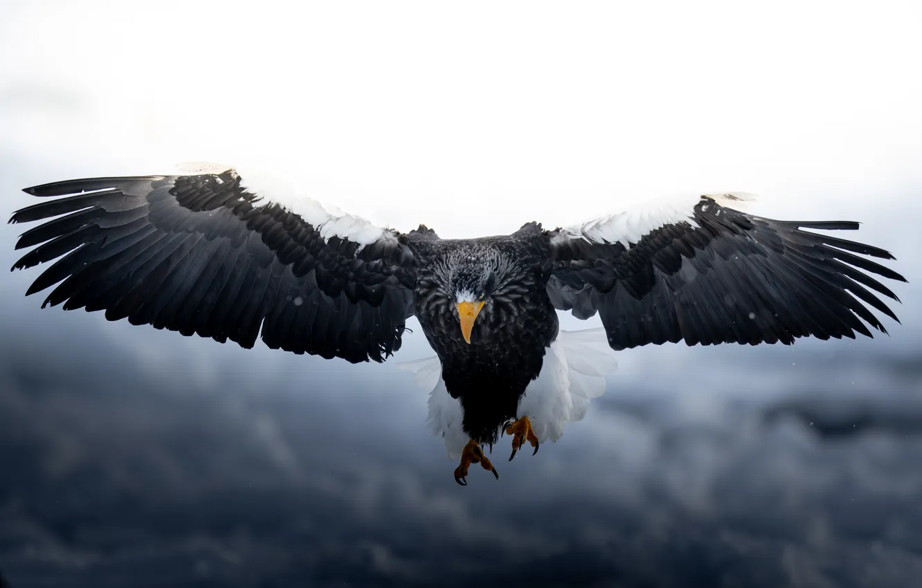 Photo wallpaper flight, feathers, claws, (Haliaeetus leucocephalus
