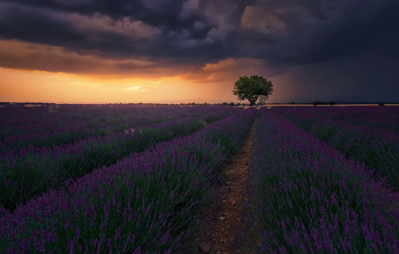 Photo wallpaper summer, the sky, clouds, light, trees, sunset, flowers, clouds