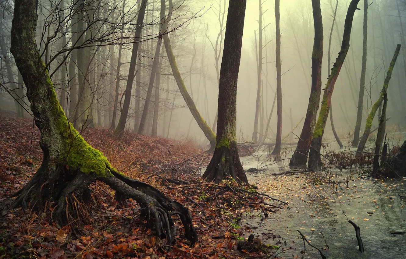 Photo wallpaper autumn, forest, leaves, water, light, branches, roots, fog