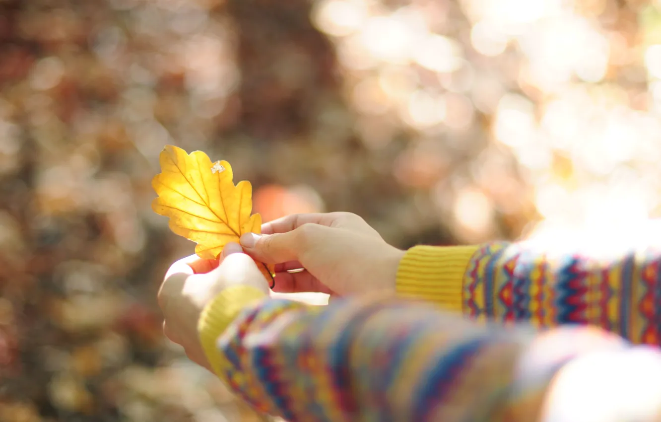 Photo wallpaper leaves, yellow, leaf