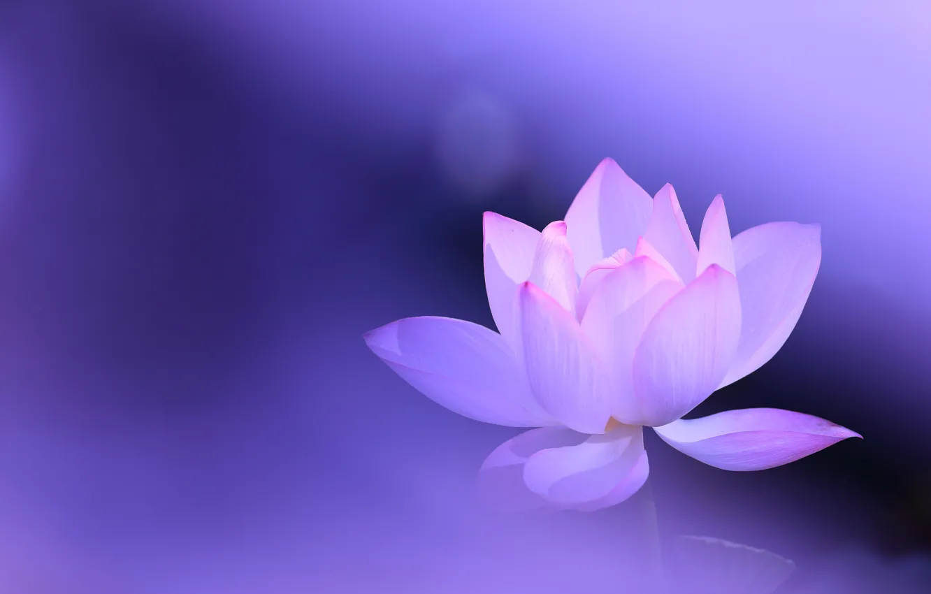 Photo wallpaper flower, background, lilac, pink, Lotus