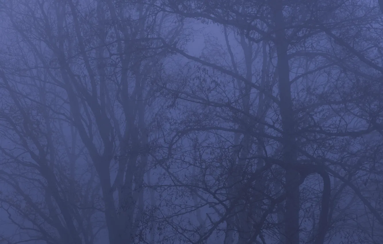 Photo wallpaper forest, trees, nature, fog, twilight, Max Kappus