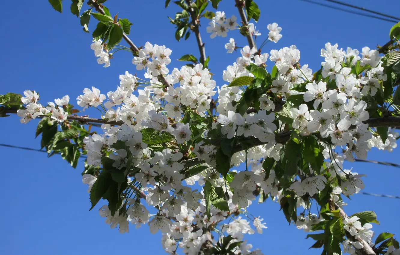 Photo wallpaper flowers, cherry, spring 2018, Meduzanol ©