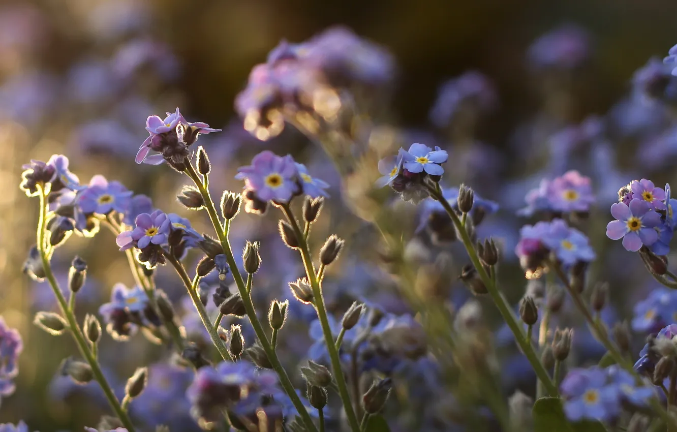 Photo wallpaper field, macro, flowers, stems, plants, purple, forget-me-nots