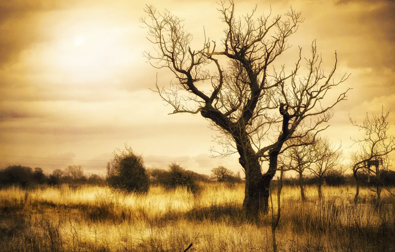 Photo wallpaper field, trees, nature