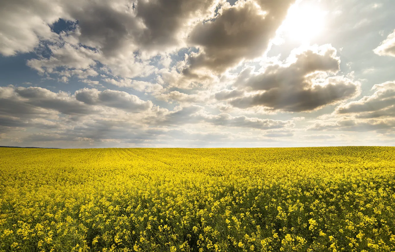 Photo wallpaper field, summer, the sky, the sun, clouds, light, flowers, yellow