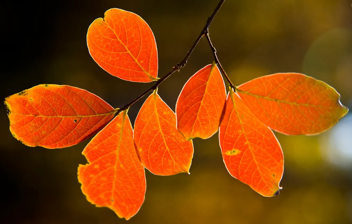 Photo wallpaper autumn, leaves, nature, tree, tree, macro leaves, nature pictures