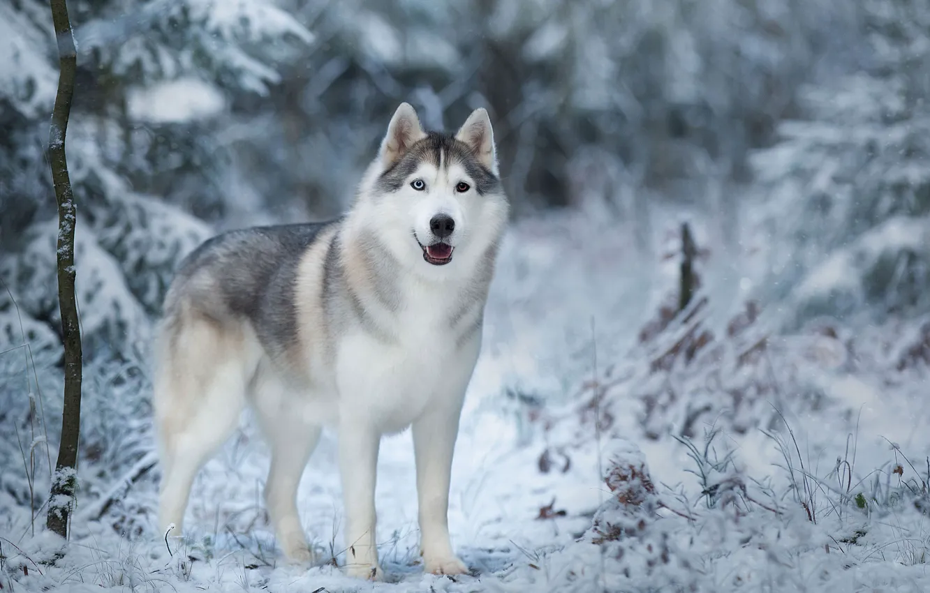 Photo wallpaper winter, snow, trees, nature, animal, dog, husky, dog
