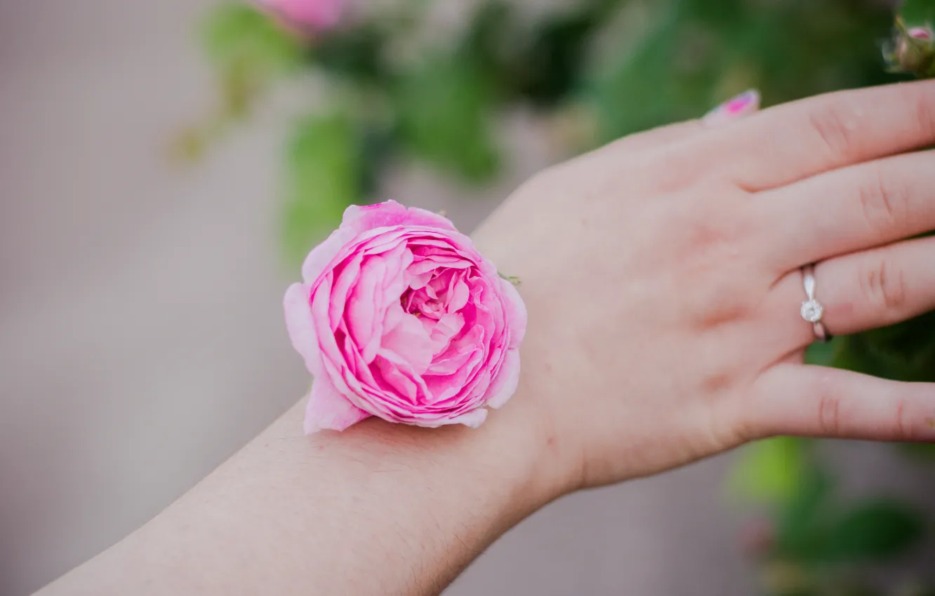 Photo wallpaper roses, spring, hands, tea rose, tea, rose on the hand