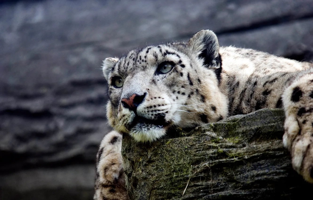 Photo wallpaper face, stones, predator, paws, lies, IRBIS, snow leopard, bokeh