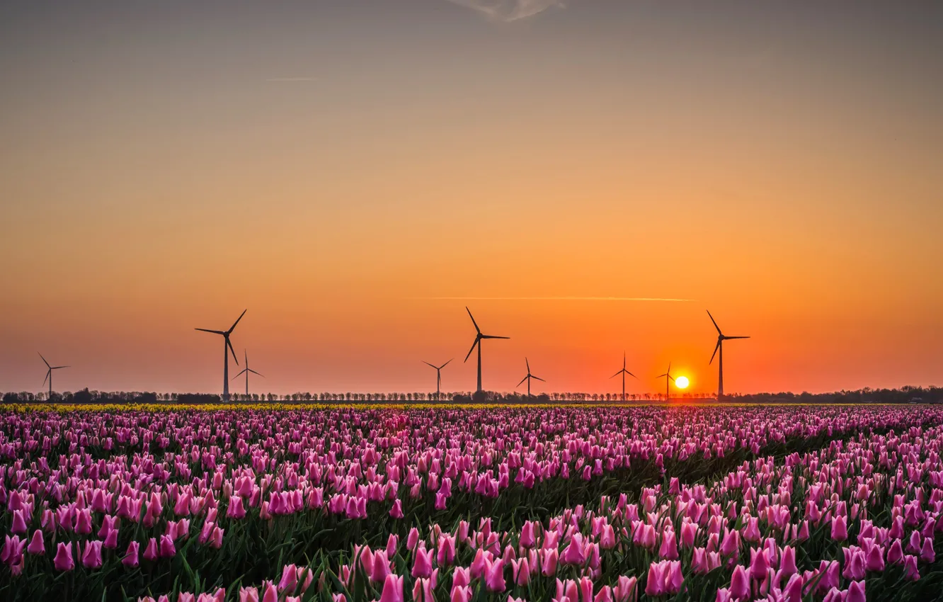 Photo wallpaper field, the sky, the sun, light, landscape, sunset, flowers, spring