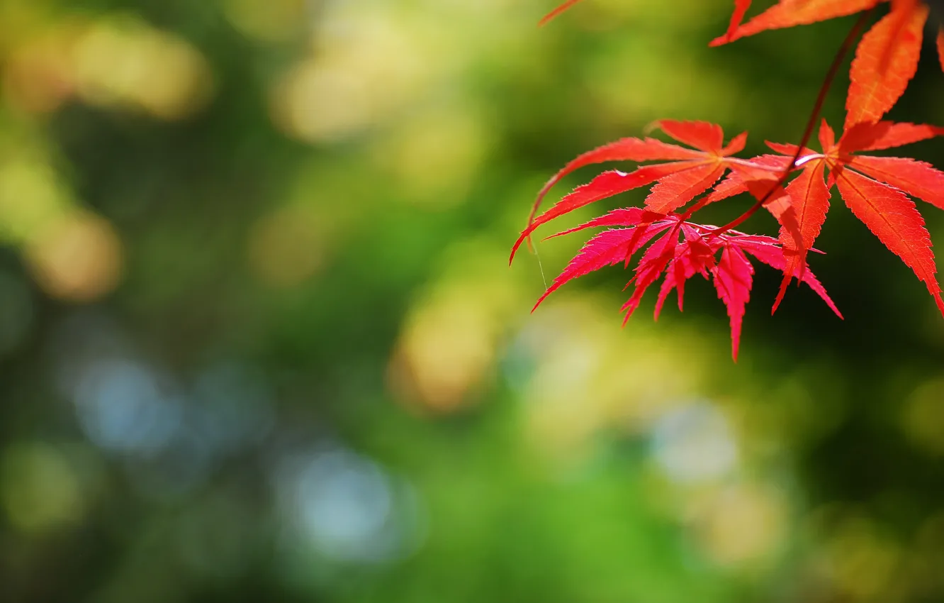 Photo wallpaper leaves, branches, red, glare, background, autumn