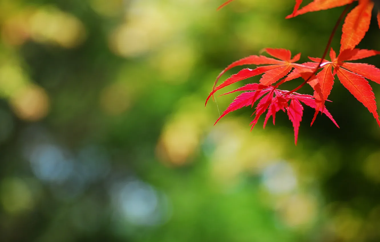 Photo wallpaper leaves, glare, background, branch, red, autumn