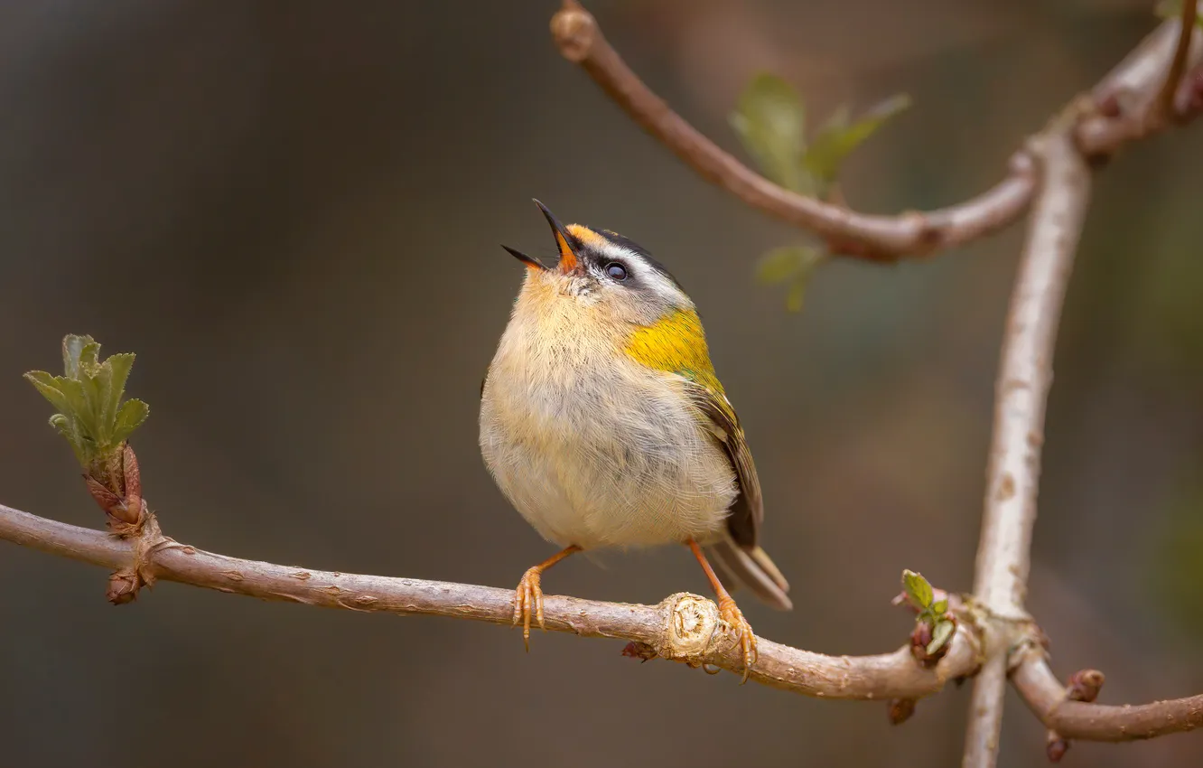 Photo wallpaper branches, bird, common firecrest