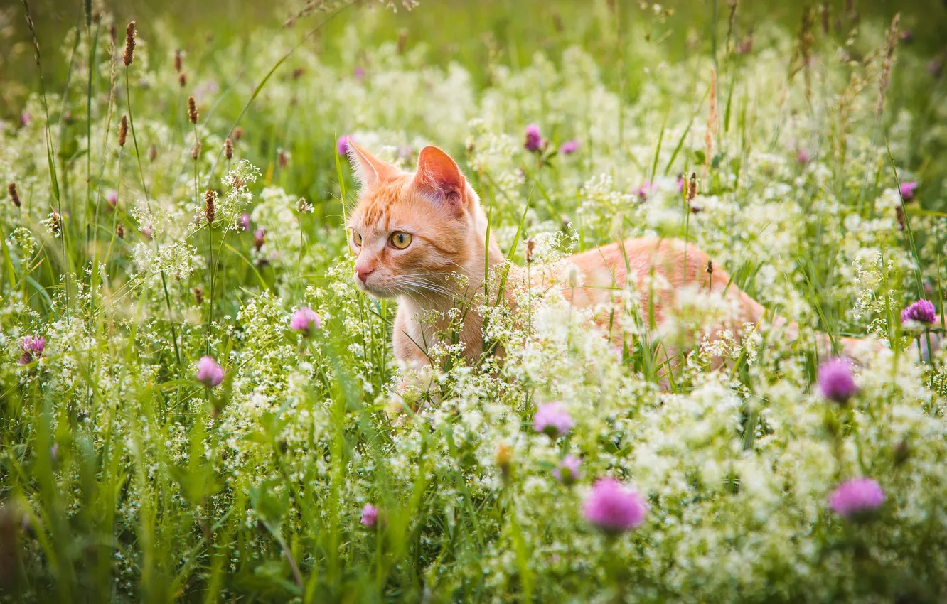 Photo wallpaper greens, cat, summer, grass, cat, look, face, flowers