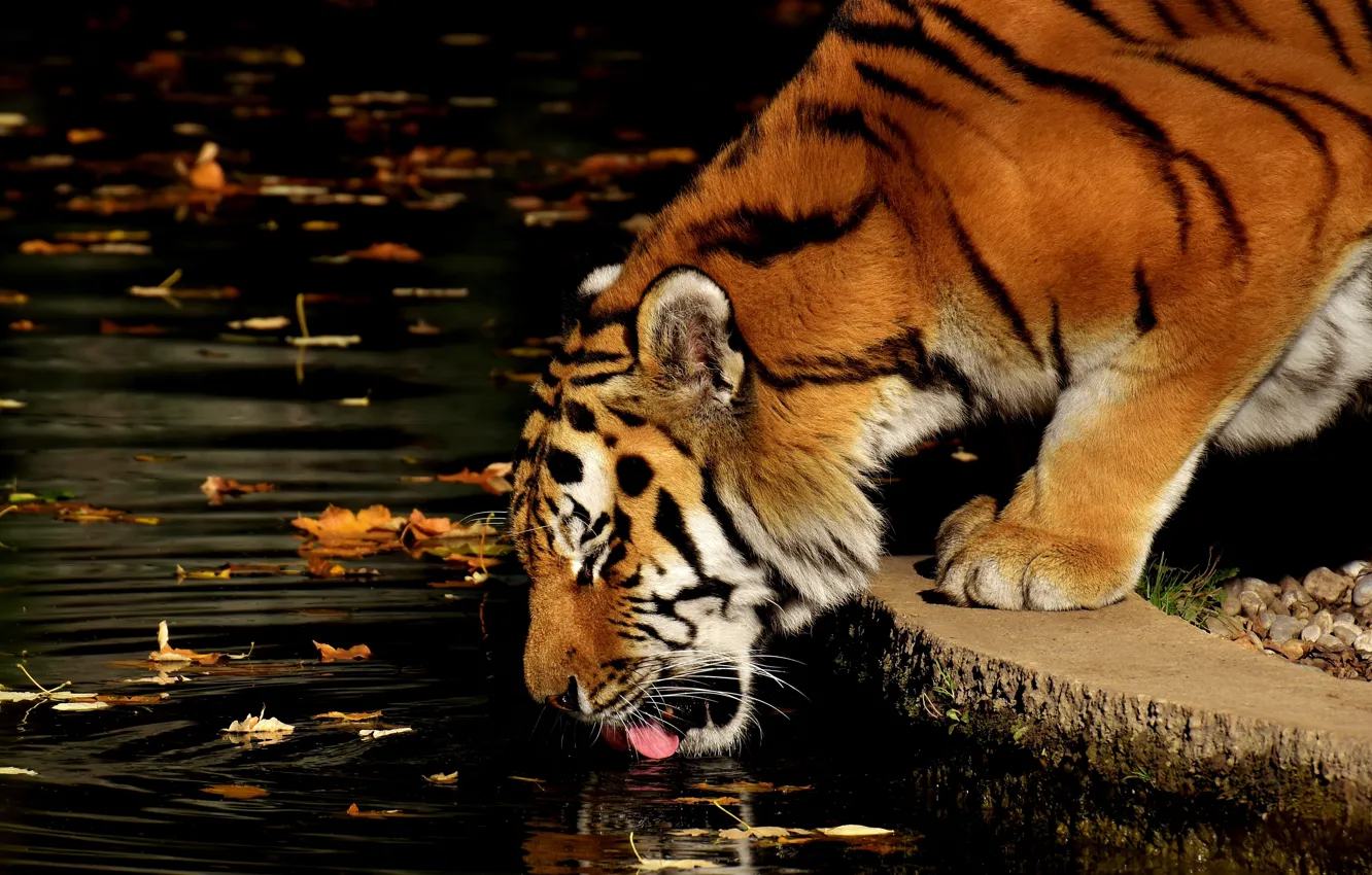 Photo wallpaper leaves, water, tiger, animal, predator, drink