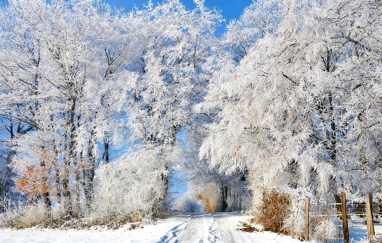 Photo wallpaper winter, frost, road, snow, trees, traces, the fence