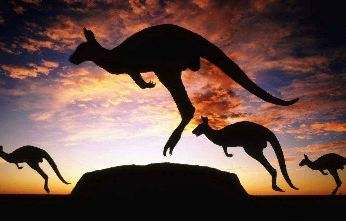 Photo wallpaper Australia, kangaroo, twilight