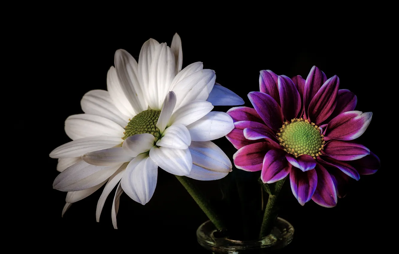 Photo wallpaper flowers, background, petals