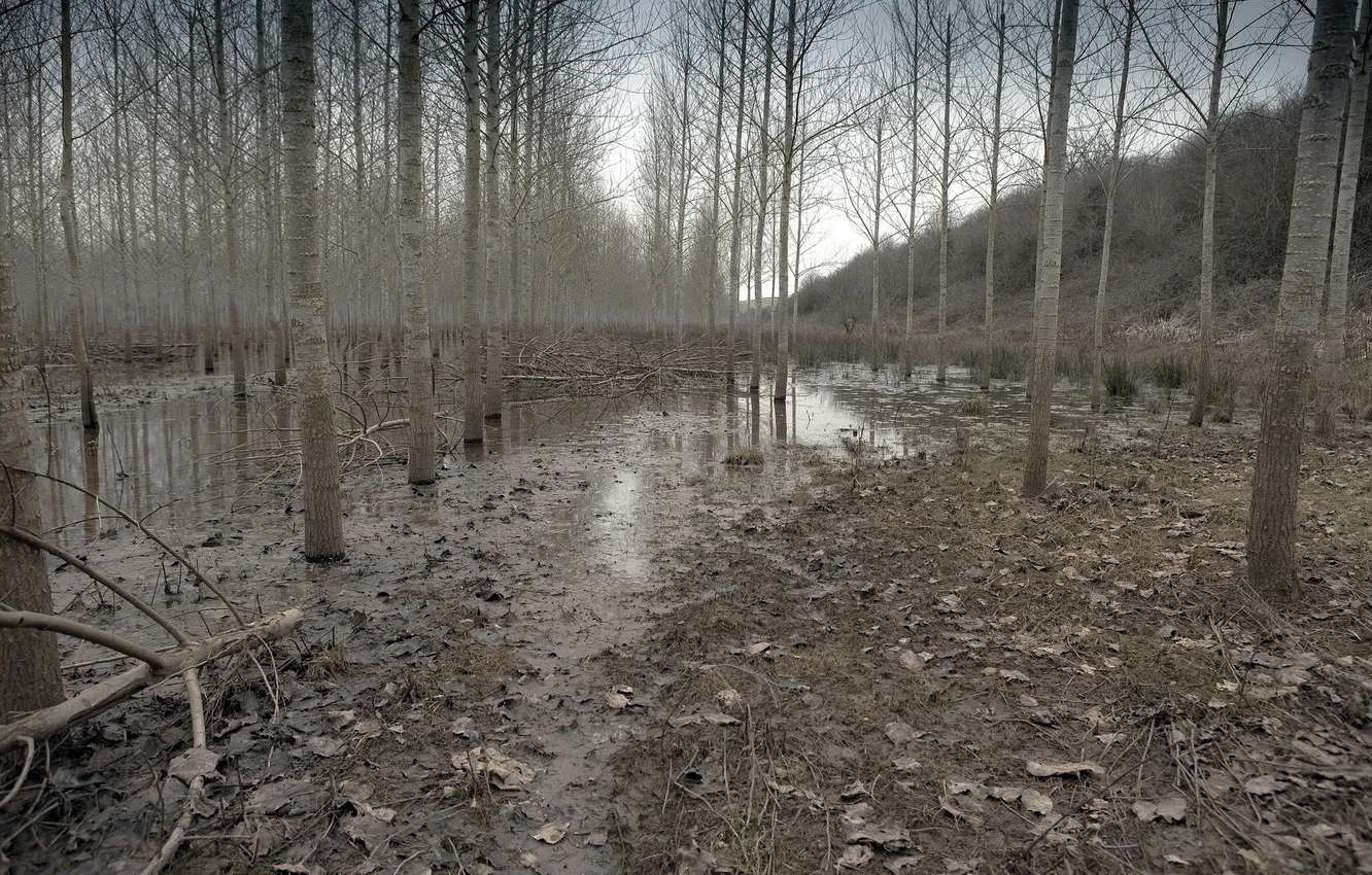 Photo wallpaper trees, nature, spring