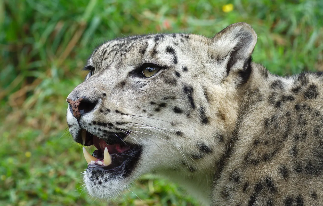 Photo wallpaper face, IRBIS, snow leopard, wild cat