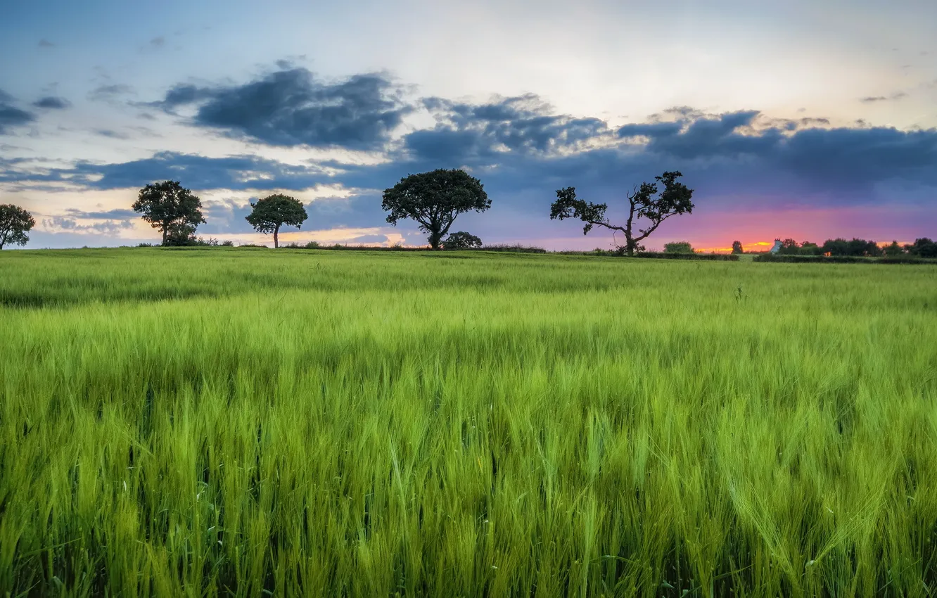 Photo wallpaper field, landscape, sunset