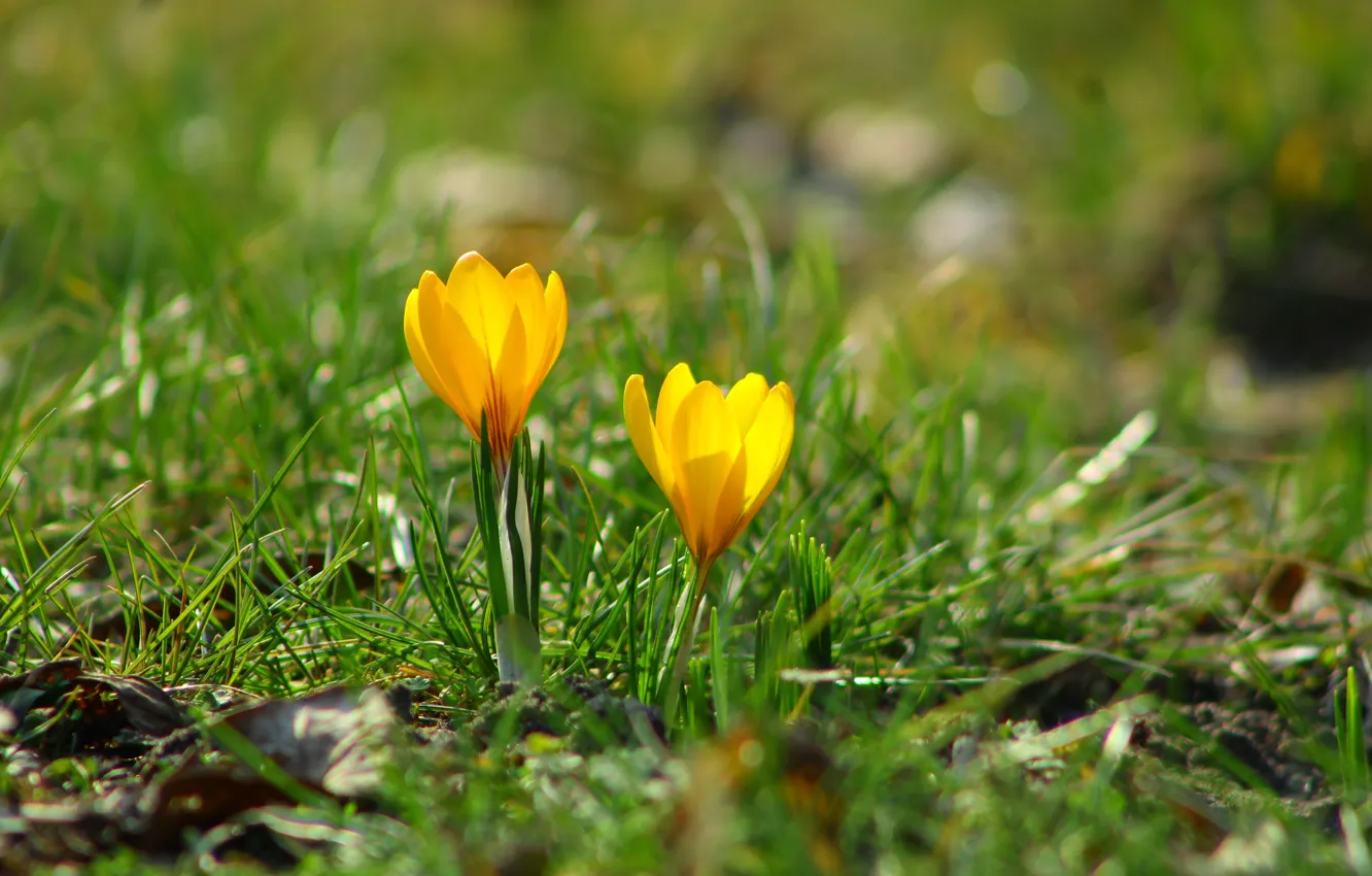 Photo wallpaper yellow, spring, Crocus