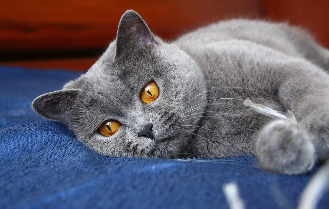 Photo wallpaper cat, eyes, cat, grey, paws, kitty, ears