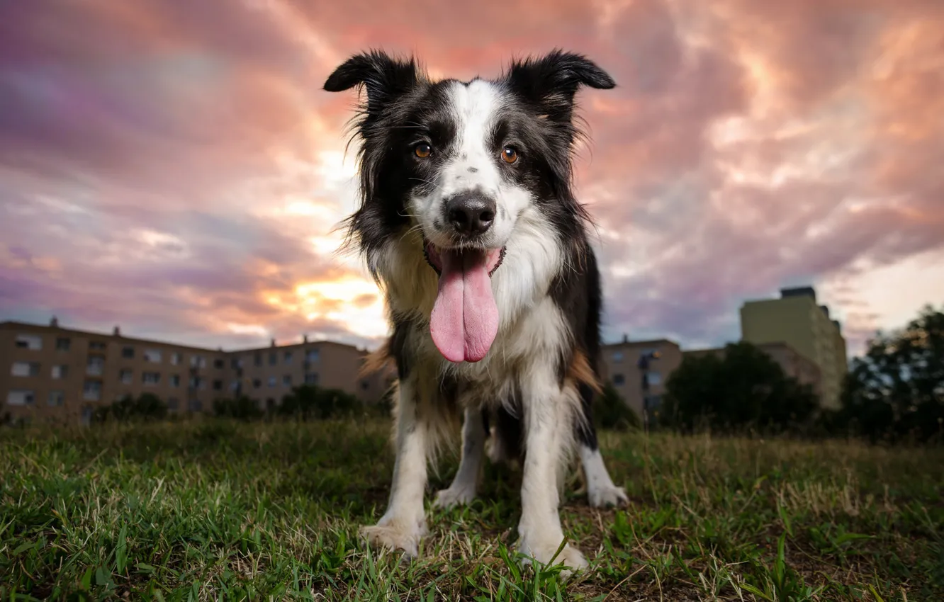Photo wallpaper language, sunset, dog, the evening