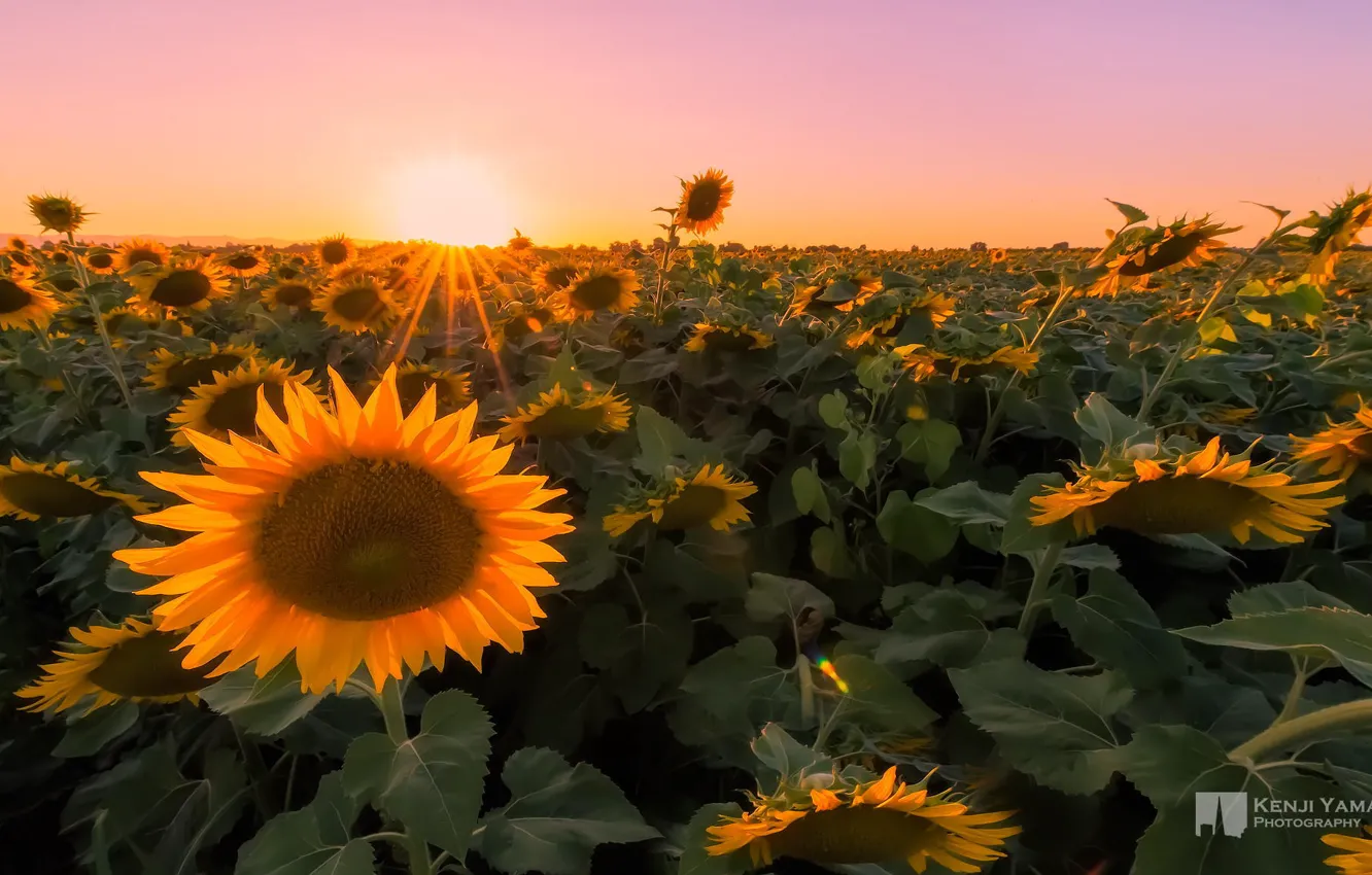 Photo wallpaper field, macro, sunflowers, sunset, photographer, Kenji Yamamura