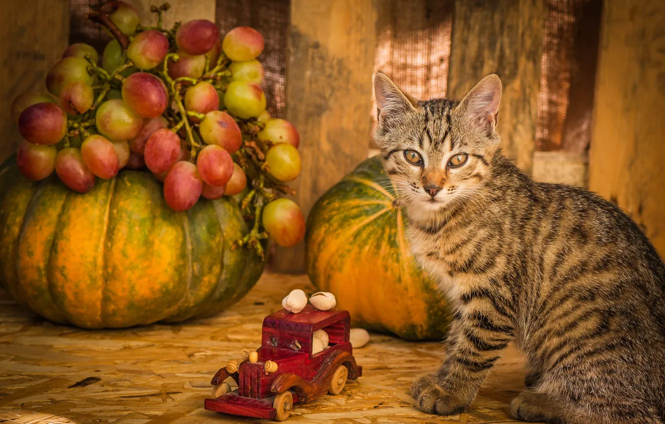 Photo wallpaper autumn, cat, grey, toy, Board, grapes, pumpkin, kitty
